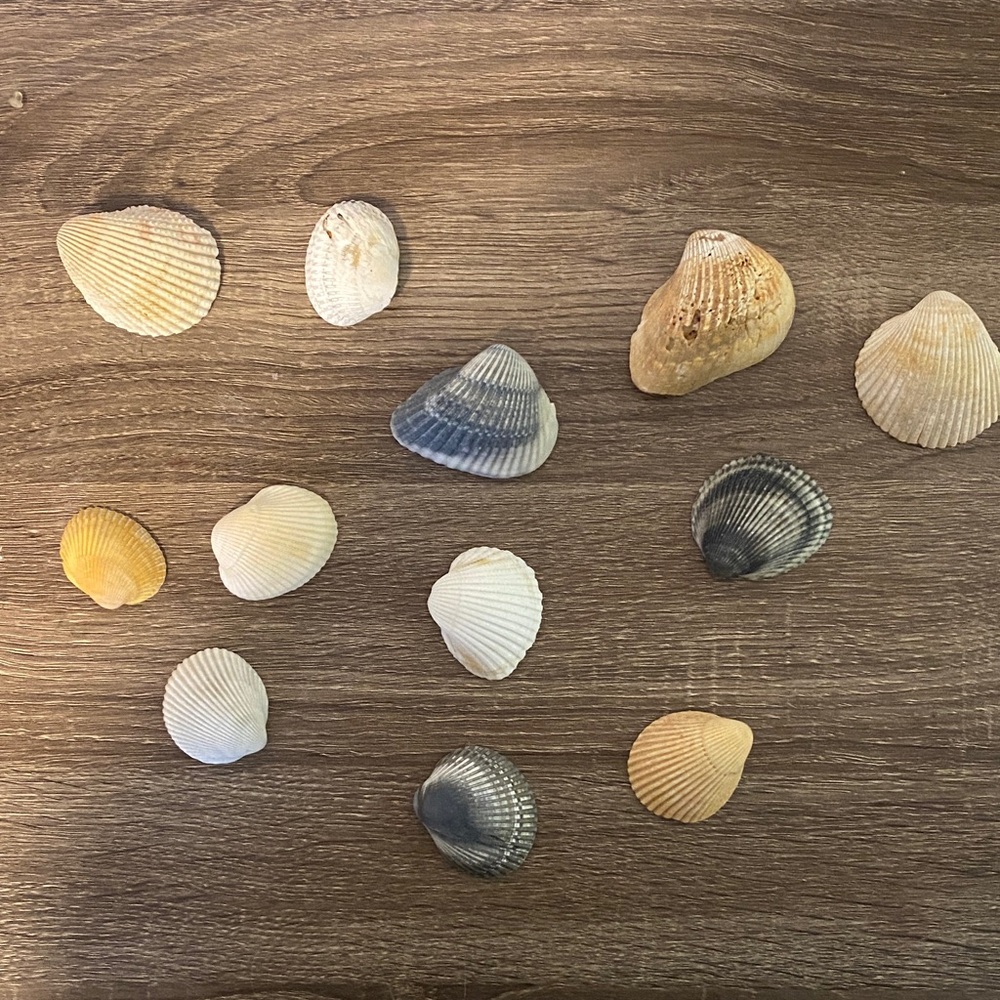 Assorted Seashell Collection